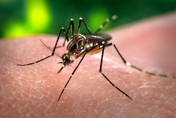 Se estabilizan los casos de Dengue en la provincia y no se registran víctimas fatales