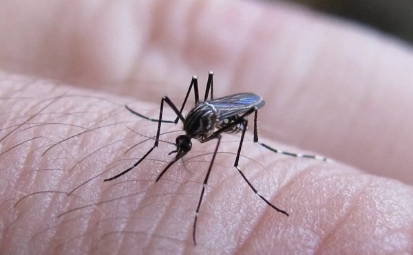 Dengue en Argentina: ya son 197 los fallecidos y hubo más de 269 mil casos