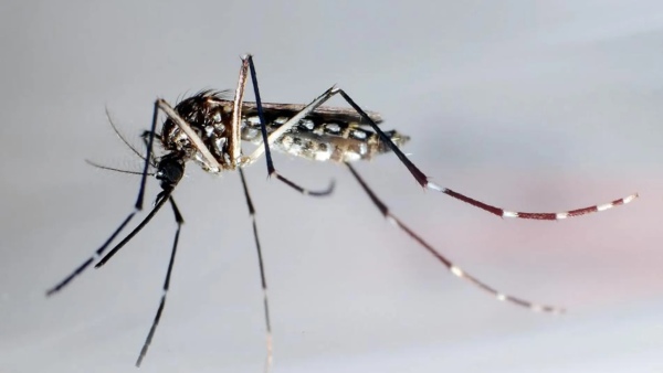 Dengue: se reportaron 63.399 contagios y 42 muertos en la última semana