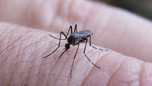 Dengue en el país, se reportaron más de 63.000 contagios y 31 muertos en la última semana