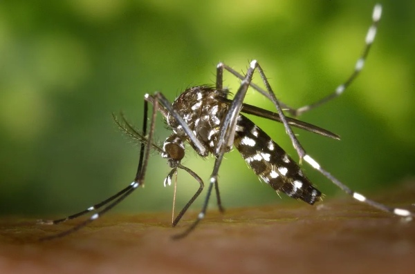 Dengue: se registran 400 contagios y la mayoría corresponde a la semana anterior