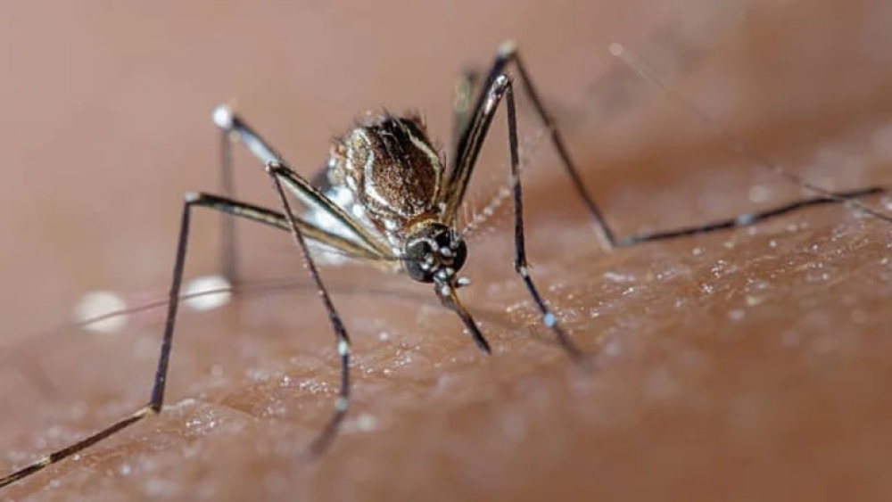 Suben los casos de Dengue: ya hubo más de 11.800 infecciones en enero
