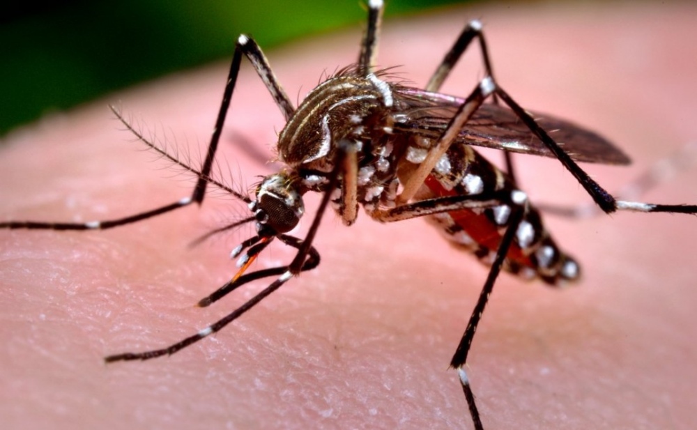 Preocupación por el incesante aumento de casos de dengue en todo el país
