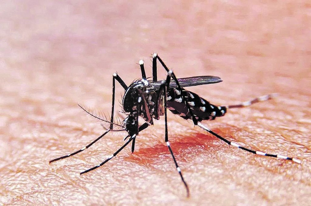 Los motivos por los que los casos de dengue aumentaron un 2.500% en Argentina