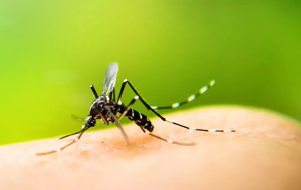 Catamarca sumó 260 nuevos casos de dengue en la última semana