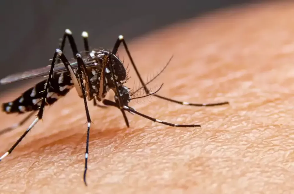 Dengue: Salud asegura que la situación está asegurada
