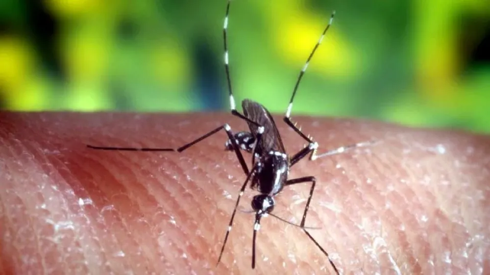 Dengue: los casos crecieron un 2.135% y hay alarma por la epidemia