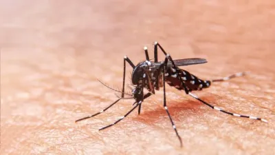 Las fases del dengue y los signos de alarma a tener en cuenta frente a un contagio