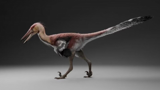 Hallan una nueva especie de dinosaurio raptor en Santa Cruz